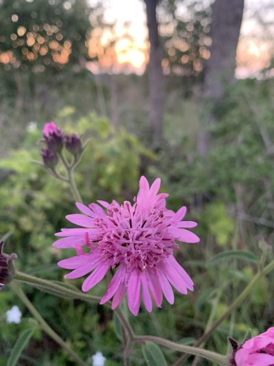 Palafoxia hookeriana, photographed by Katie Raney