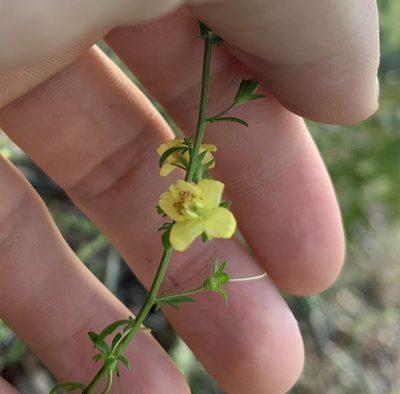 Seymeria pectinata, photographed by natalie
