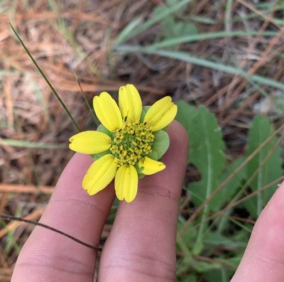 Berlandiera subacaulis, photographed by natalie