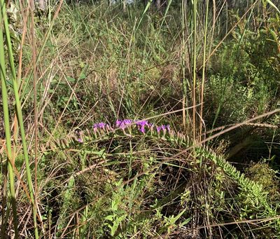 Liatris pauciflora, photographed by natalie