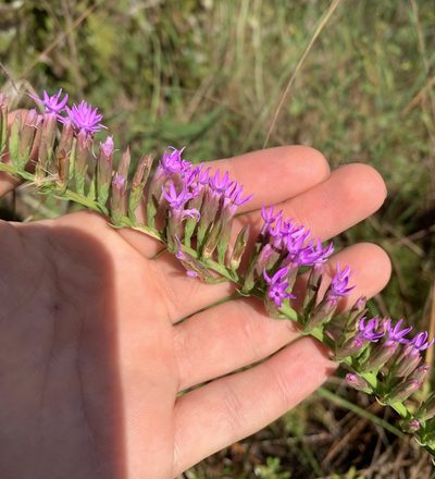 Liatris pauciflora, photographed by natalie