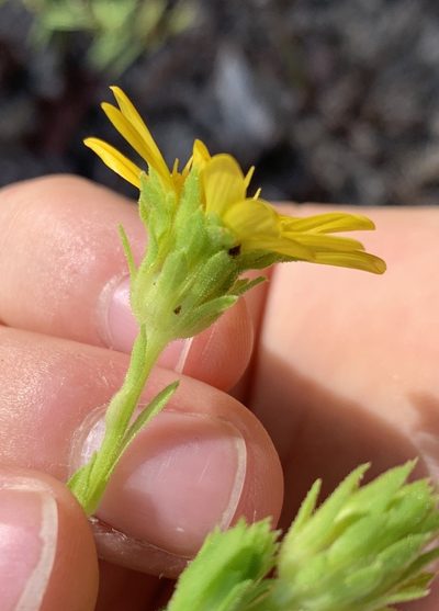 Chrysopsis latisquamea, photographed by natalie