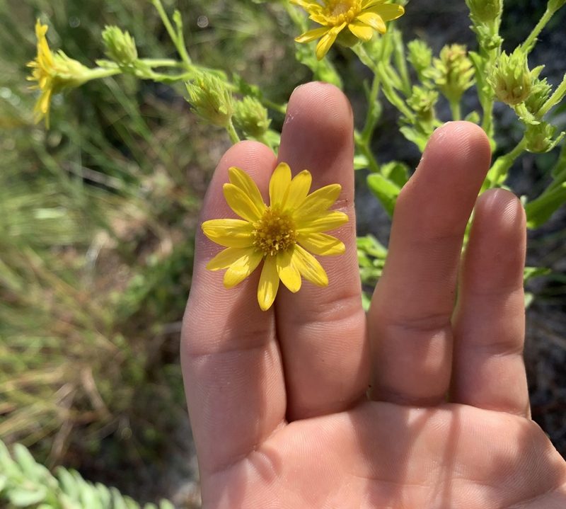 Chrysopsis latisquamea, photographed by natalie