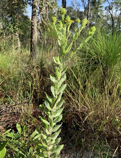 Chrysopsis latisquamea, photographed by natalie