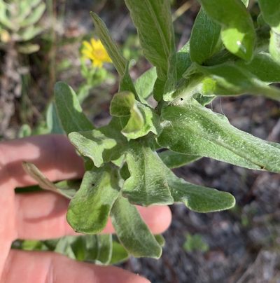 Chrysopsis latisquamea, photographed by natalie