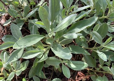Lupinus ocalensis, photographed by natalie