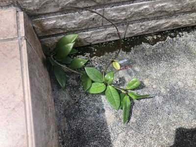 Hoya carnosa, photographed by Cheng-Tao Lin