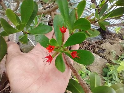 Lumnitzera littorea, photographed by Dana Lee Ling