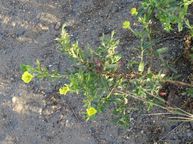 Oenothera oakesiana, photographed by Reuven Martin