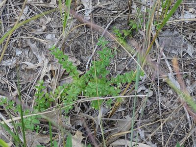 Galium pilosum, photographed by Reuven Martin