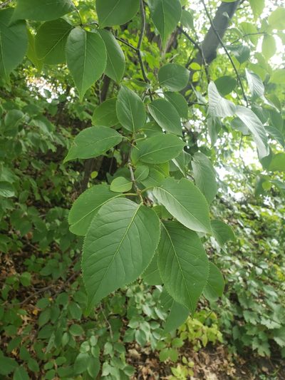 Syringa reticulata, photographed by Logan