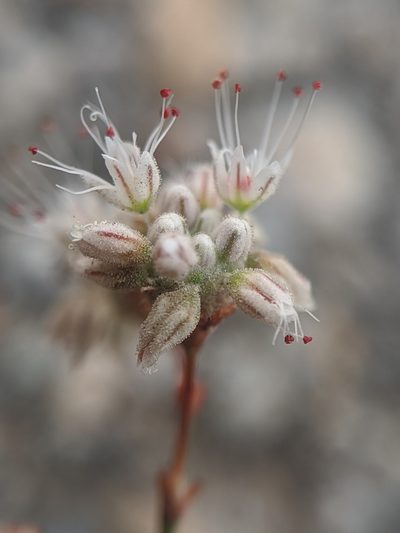 Eriogonum angulosum, photographed by Alex Heyman