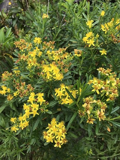 Hypericum densiflorum, photographed by Alan Weakley
