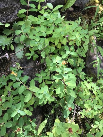 Hypericum buckleyi, photographed by Alan Weakley