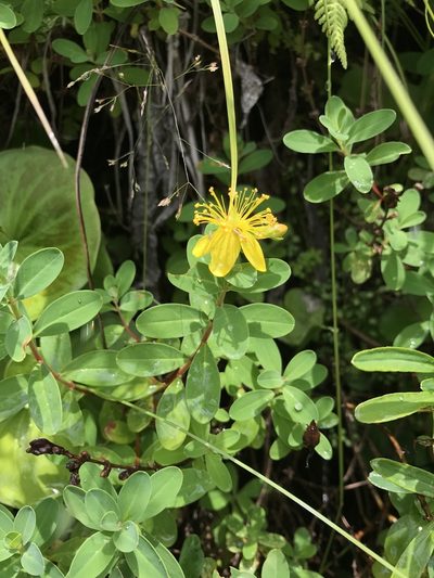 Hypericum buckleyi, photographed by Alan Weakley