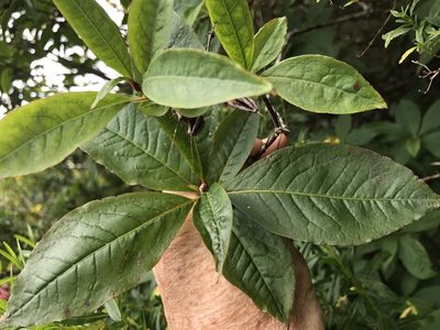 Rhododendron vaseyi, photographed by Alan Weakley