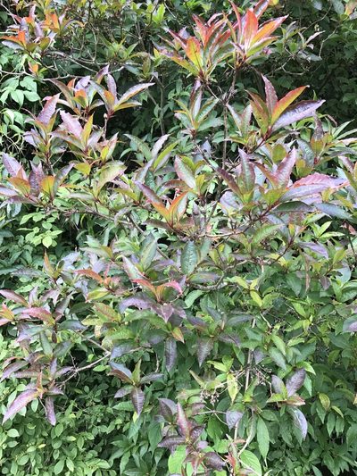 Rhododendron vaseyi, photographed by Alan Weakley