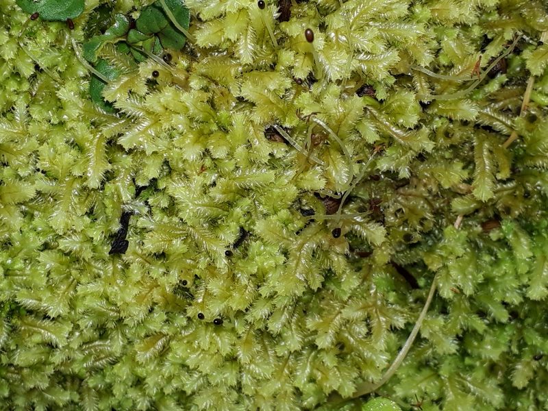 Cryptolophocolea mitteniana, photographed by Leon Perrie