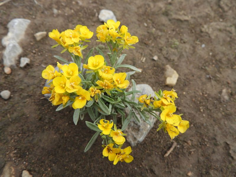 Physaria argyraea, photographed by Leticia Jiménez Hernández