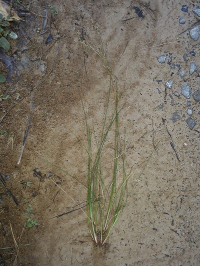 Juncus anthelatus, photographed by Leon Perrie