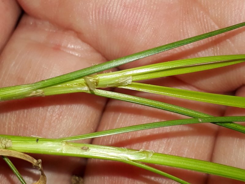 Juncus anthelatus, photographed by Leon Perrie