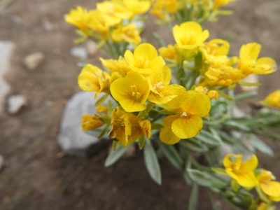 Physaria argyraea, photographed by Leticia Jiménez Hernández