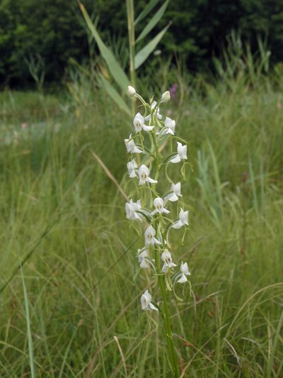 Habenaria linearifolia, photographed by Oleg Kosterin
