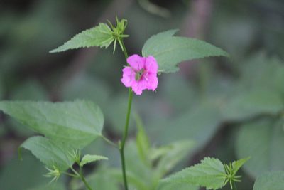 Hibiscus phoeniceus, photographed by Tereso Hernández Morales