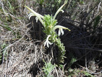 Castilleja mexicana, photographed by Leticia Jiménez Hernández