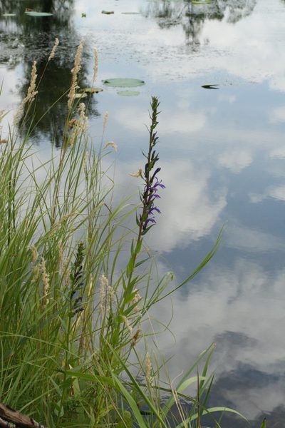 Lobelia sessilifolia, photographed by Oleg Kosterin