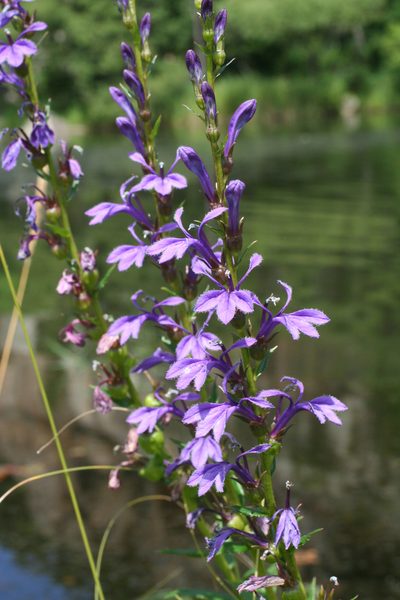 Lobelia sessilifolia, photographed by Oleg Kosterin