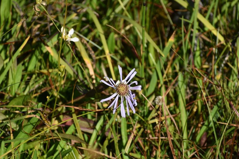 Symphyotrichum foliaceum, photographed by Stephen Deedes