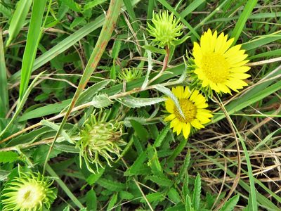 Grindelia lanceolata, photographed by Annika Lindqvist