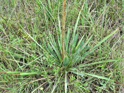 Yucca arkansana, photographed by Annika Lindqvist