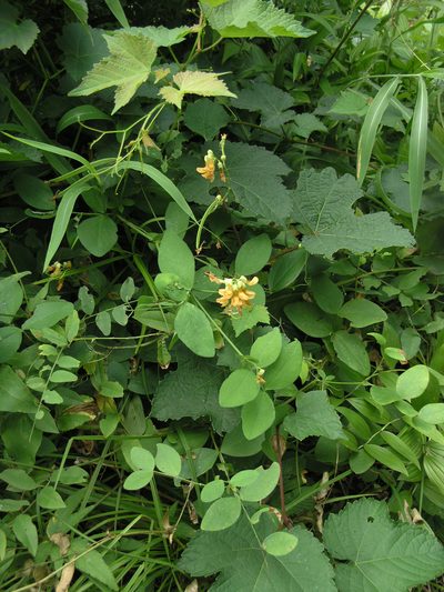Lathyrus davidii, photographed by Oleg Kosterin
