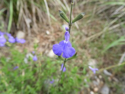 Salvia lycioides, photographed by Leticia Jiménez Hernández