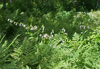 Adenophora pereskiifolia, photographed by Oleg Kosterin
