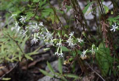 Silene foliosa, photographed by Oleg Kosterin