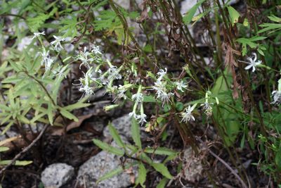Silene foliosa, photographed by Oleg Kosterin