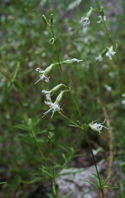 Silene foliosa, photographed by Oleg Kosterin