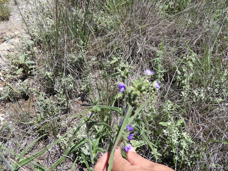 Tradescantia nuevoleonensis, photographed by Leticia Jiménez Hernández