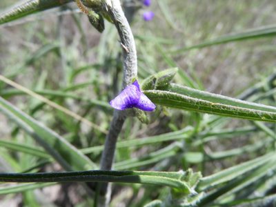 Tradescantia nuevoleonensis, photographed by Leticia Jiménez Hernández