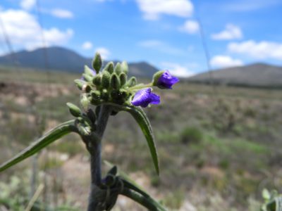 Tradescantia nuevoleonensis, photographed by Leticia Jiménez Hernández