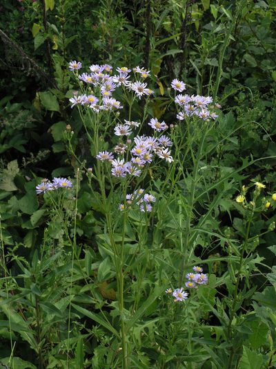 Aster tataricus, photographed by Oleg Kosterin
