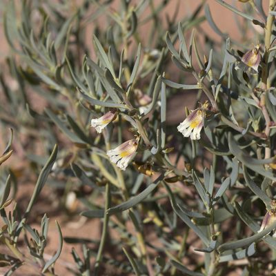 Goodenia collaris, photographed by Kym Nicolson
