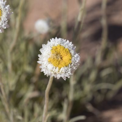 Polycalymma stuartii, photographed by Kym Nicolson