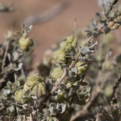 Atriplex vesicaria, photographed by Kym Nicolson