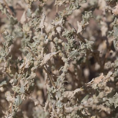 Atriplex velutinella, photographed by Kym Nicolson