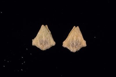 Atriplex velutinella, photographed by Kym Nicolson