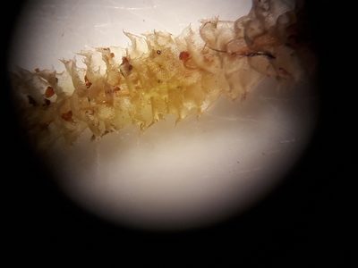 Cryptolophocolea mitteniana, photographed by Leon Perrie